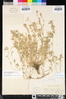 Trifolium monanthum subsp. tenerum image