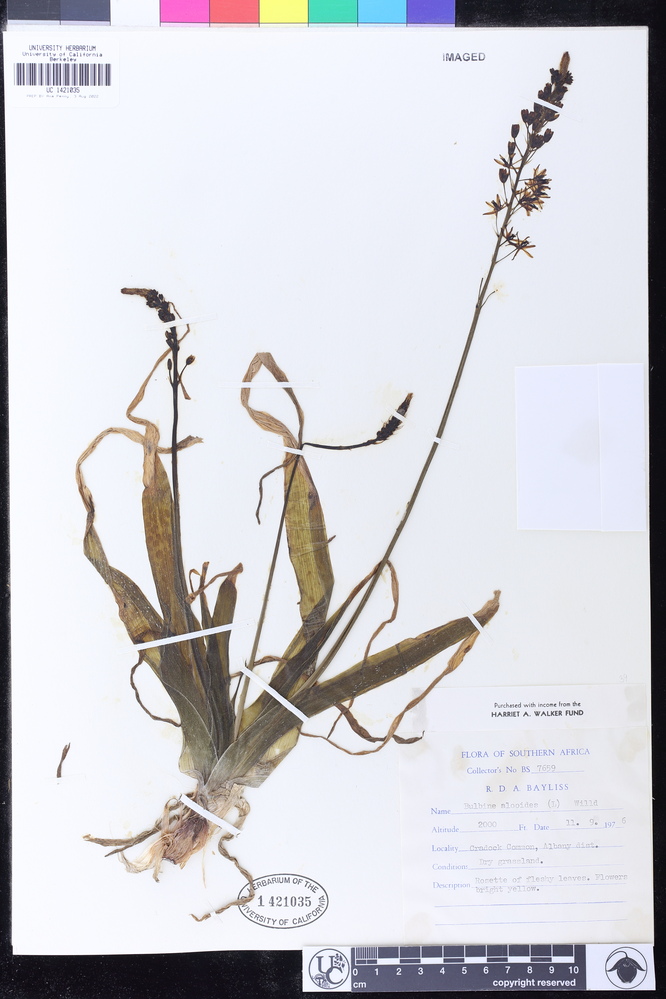 Bulbine alooides image