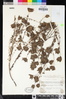 Cordylanthus rigidus subsp. littoralis image