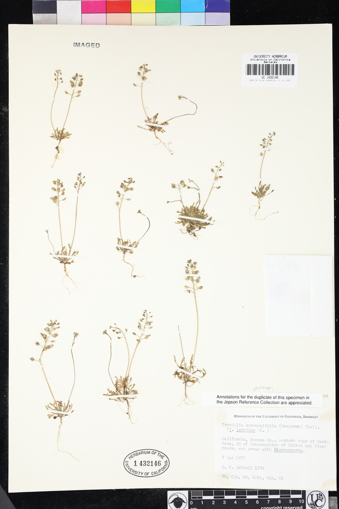 Teesdalia coronopifolia image