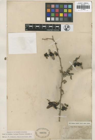 Zanthoxylum phyllopterum image