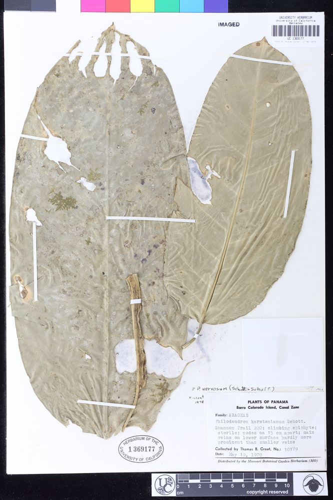 Philodendron venosum image