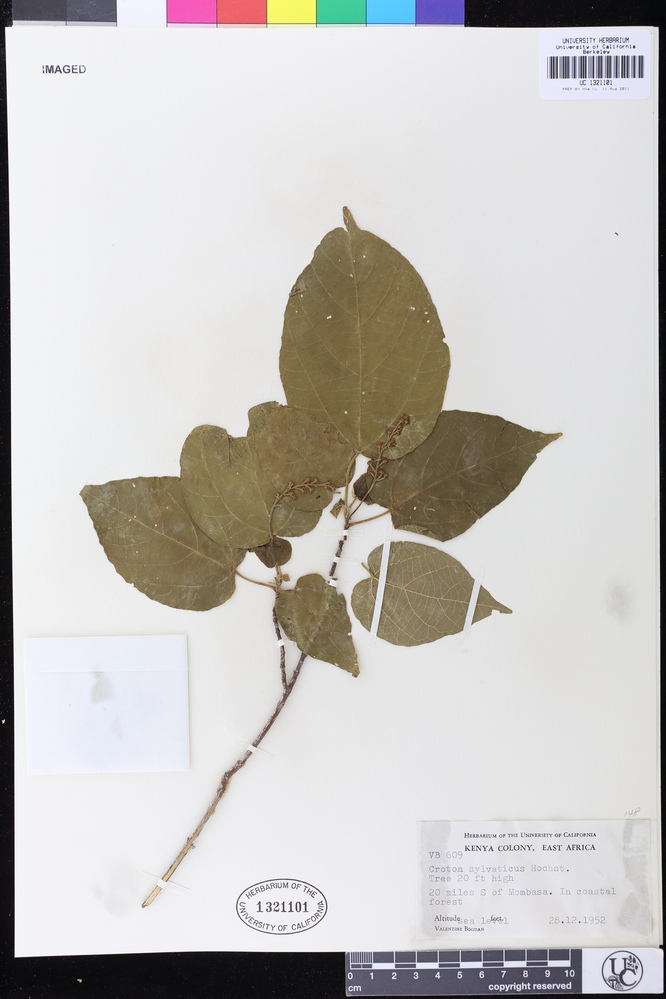 Croton sylvaticus image