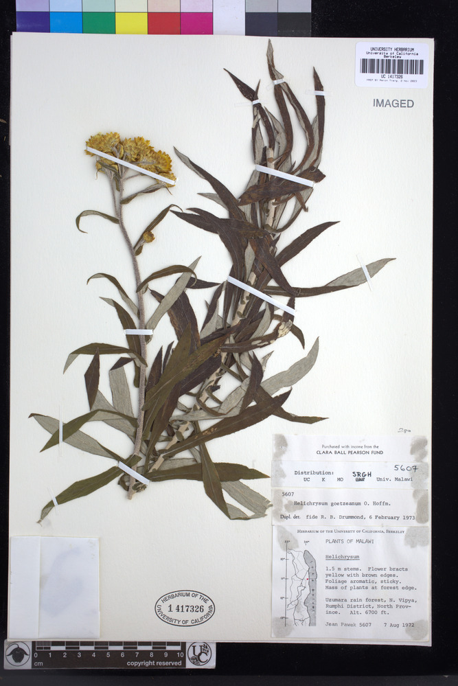 Helichrysum goetzeanum image