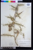 Ptilostemon casabonae image