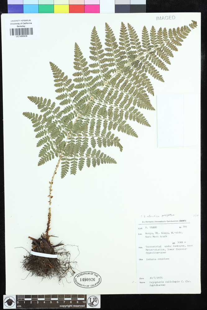 Dryopteris antarctica image