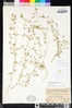 Trifolium monanthum subsp. monanthum image