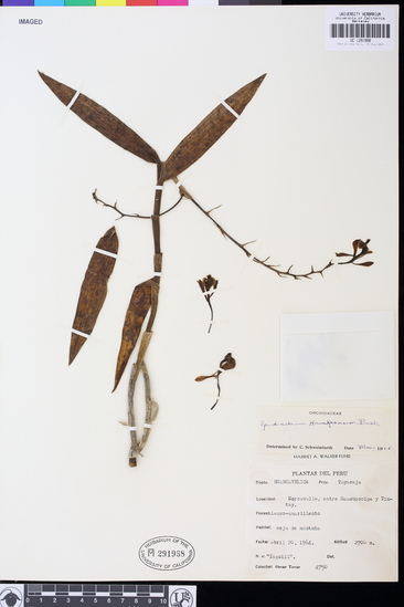 Epidendrum haenkeanum image