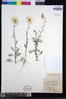 Mauranthemum paludosum image