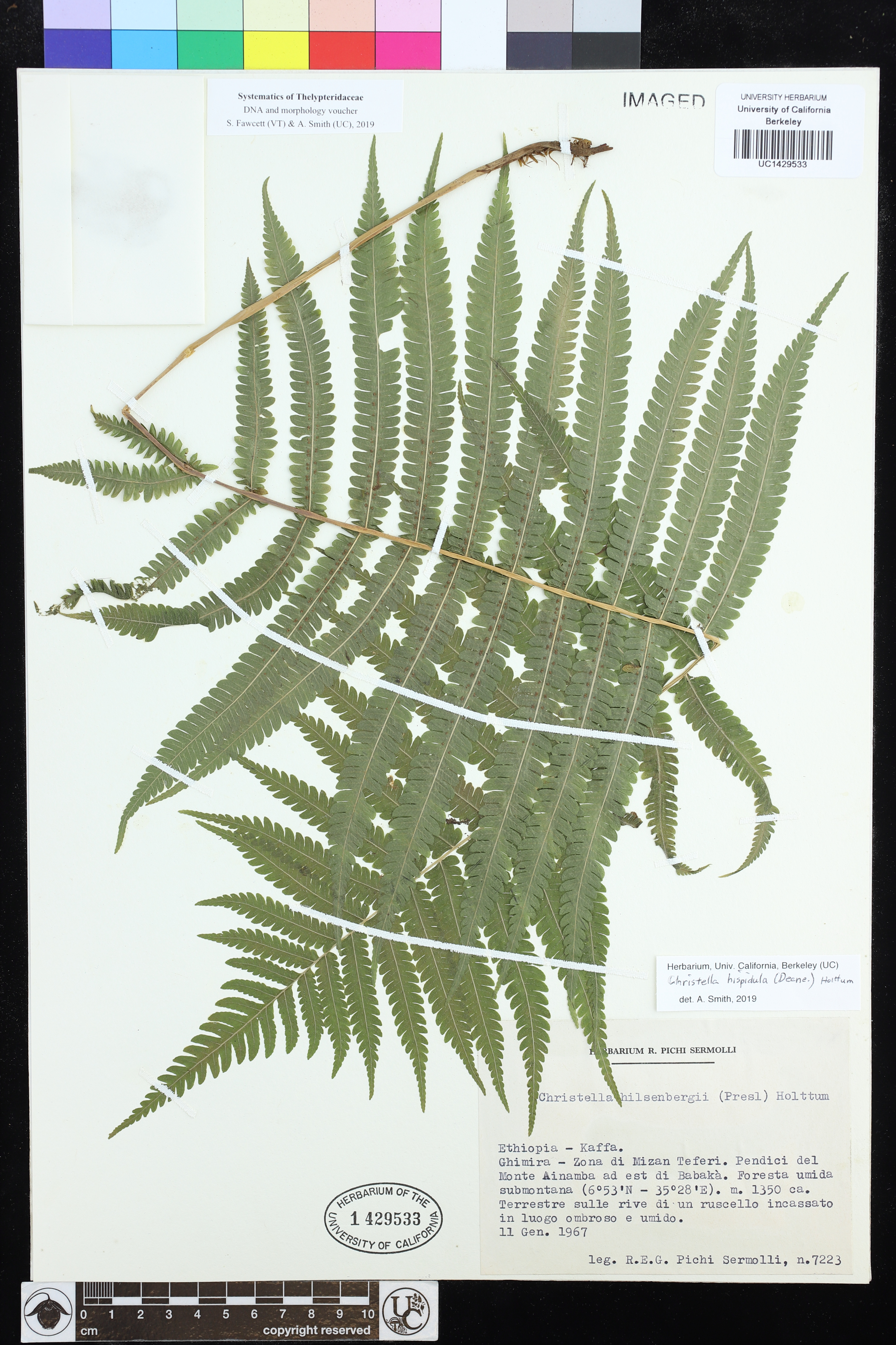 Christella hispidula image