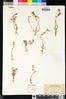 Gratiola ebracteata image