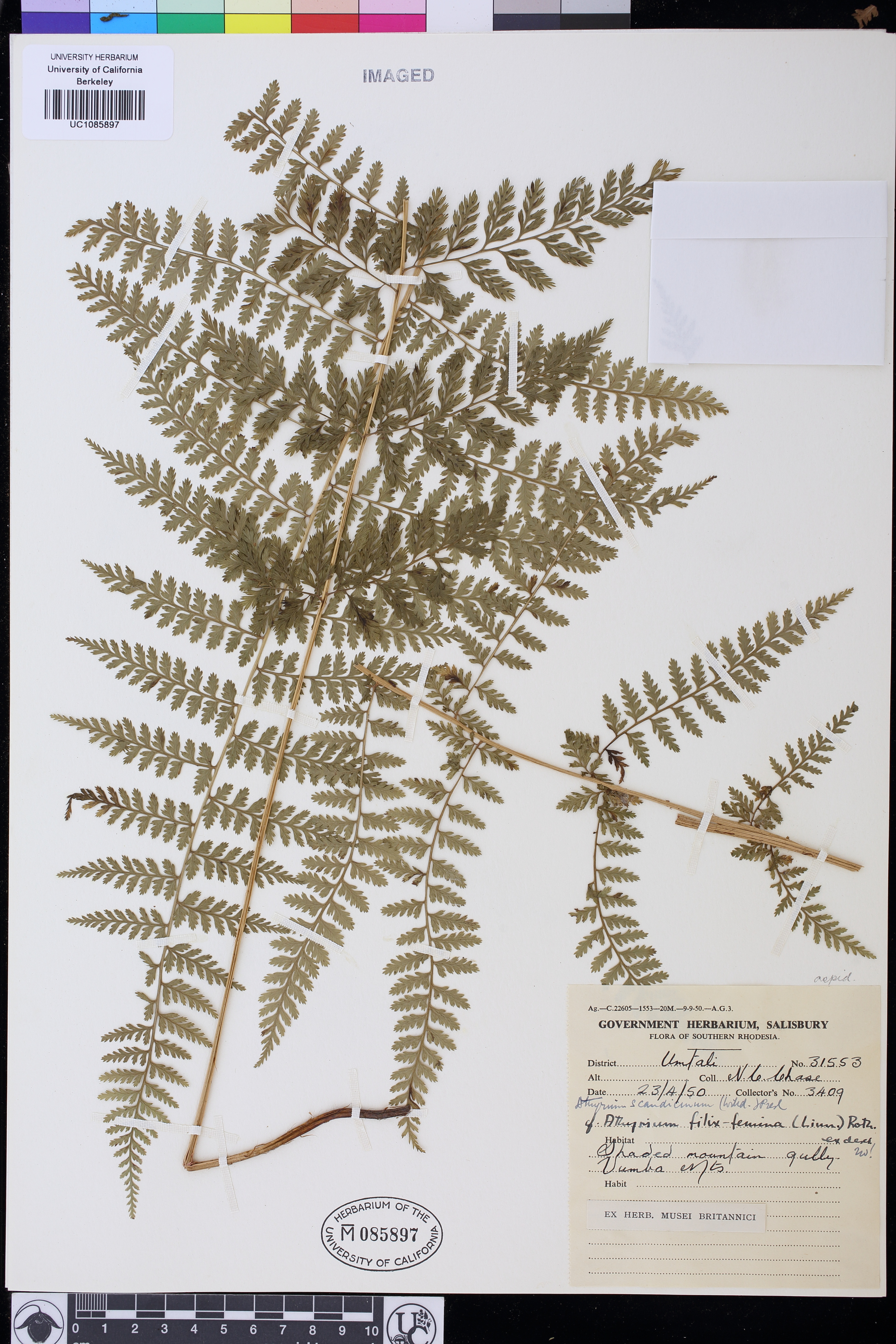 Athyrium scandicinum image