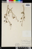 Delphinium decorum subsp. tracyi image