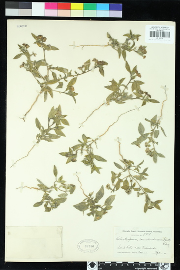 Heliotropium convolvulaceum var. californicum image
