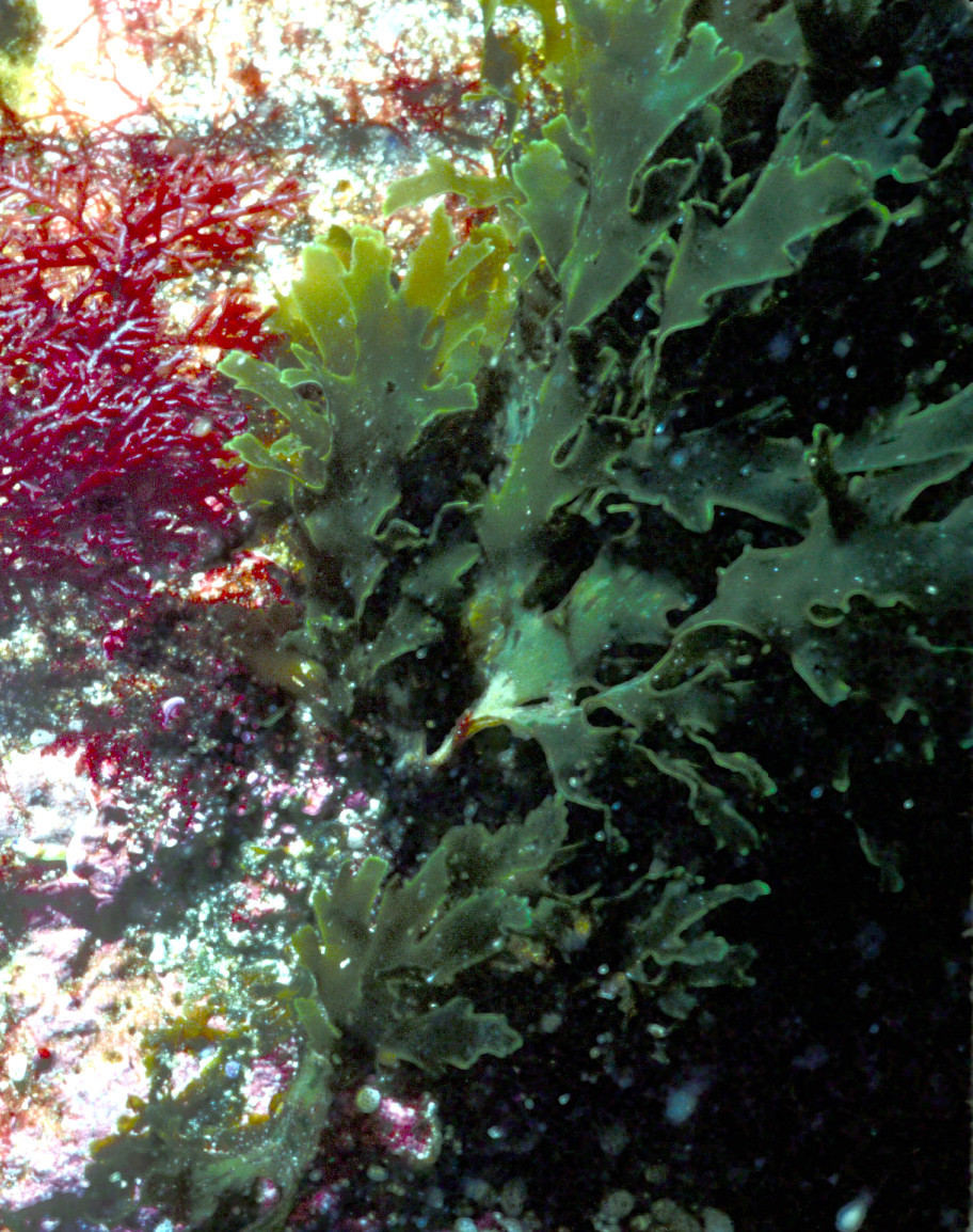 University Herbarium: Macroalgae: Seaweeds: California Seaweed 