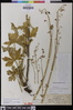 Delphinium purpusii image
