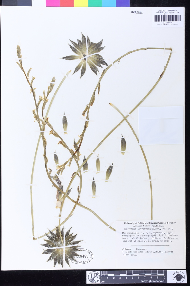 Haworthia herbacea image