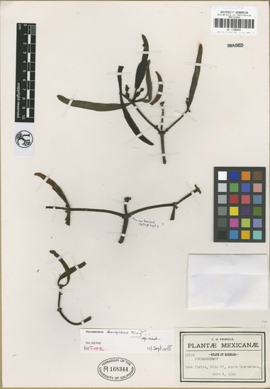 Phoradendron decipiens image