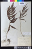 Image of Grypothrix salicifolia