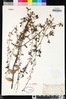 Keckiella lemmonii image