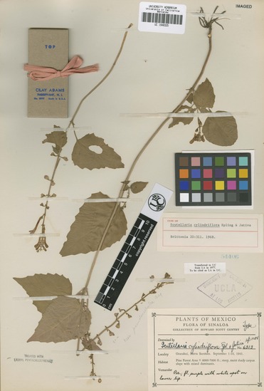 Scutellaria cylindriflora image