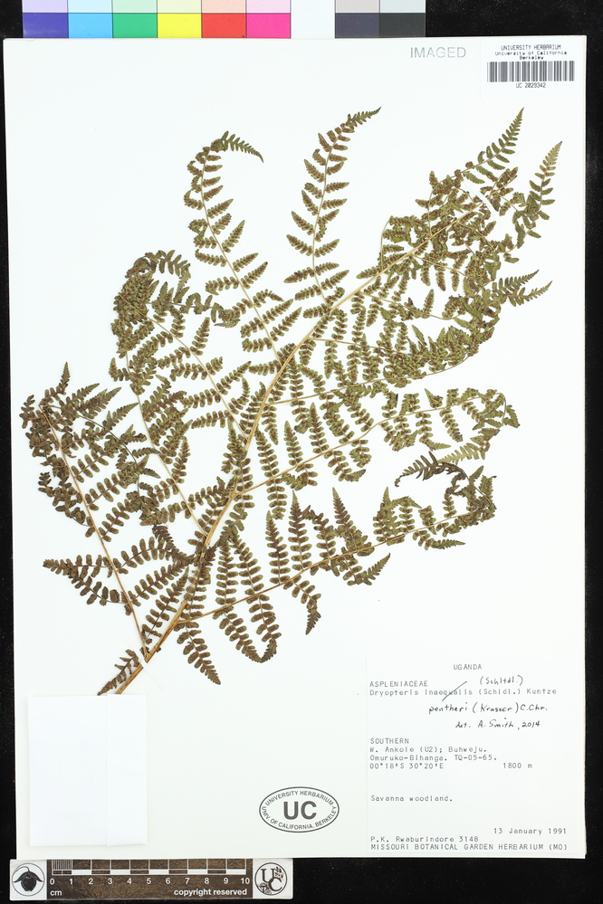 Dryopteris pentheri image