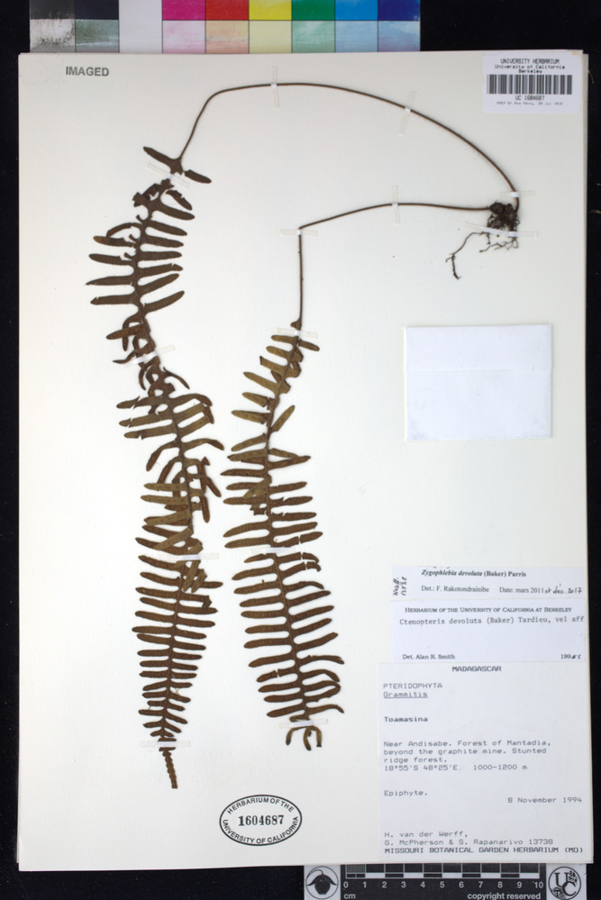 Enterosora devoluta image