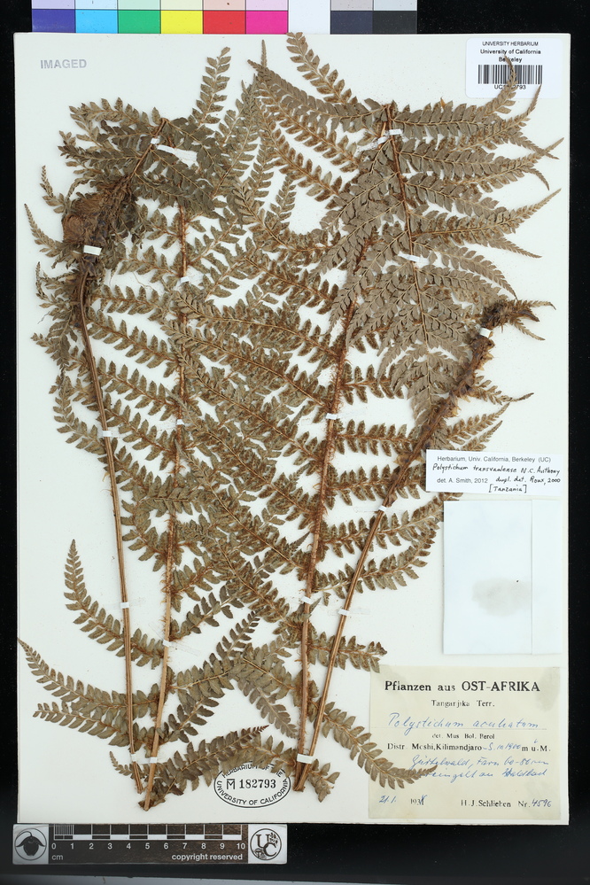 Polystichum transvaalense image