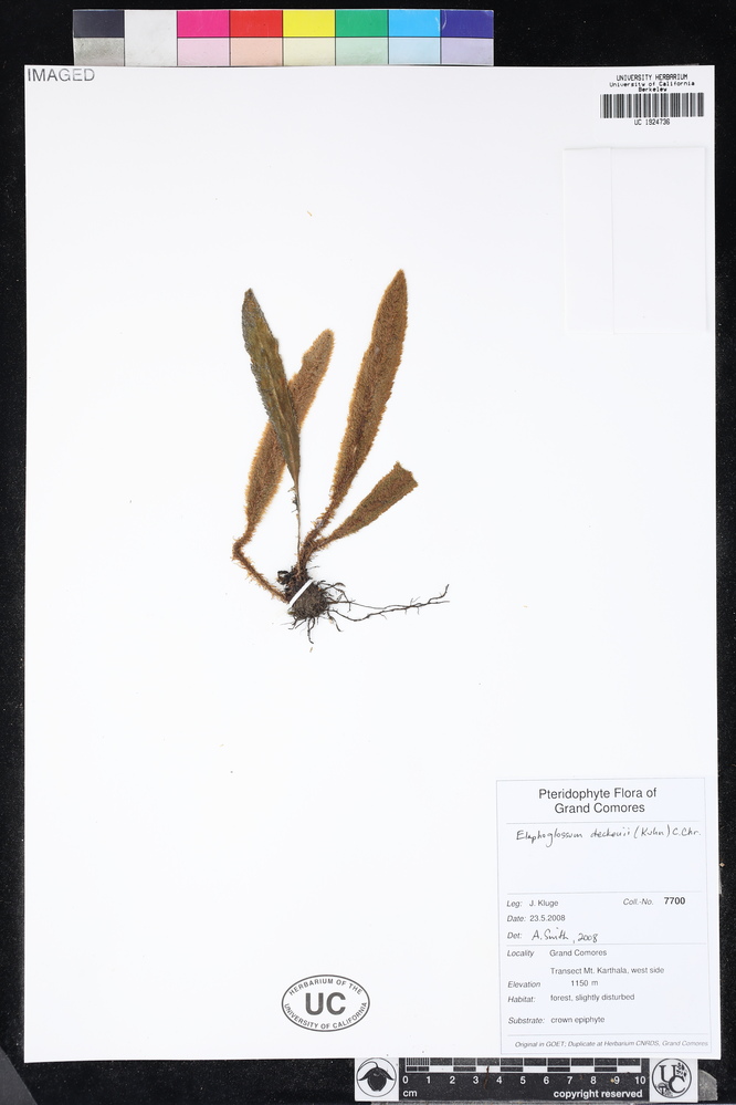 Elaphoglossum deckenii image