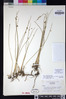 Juncus balticus image