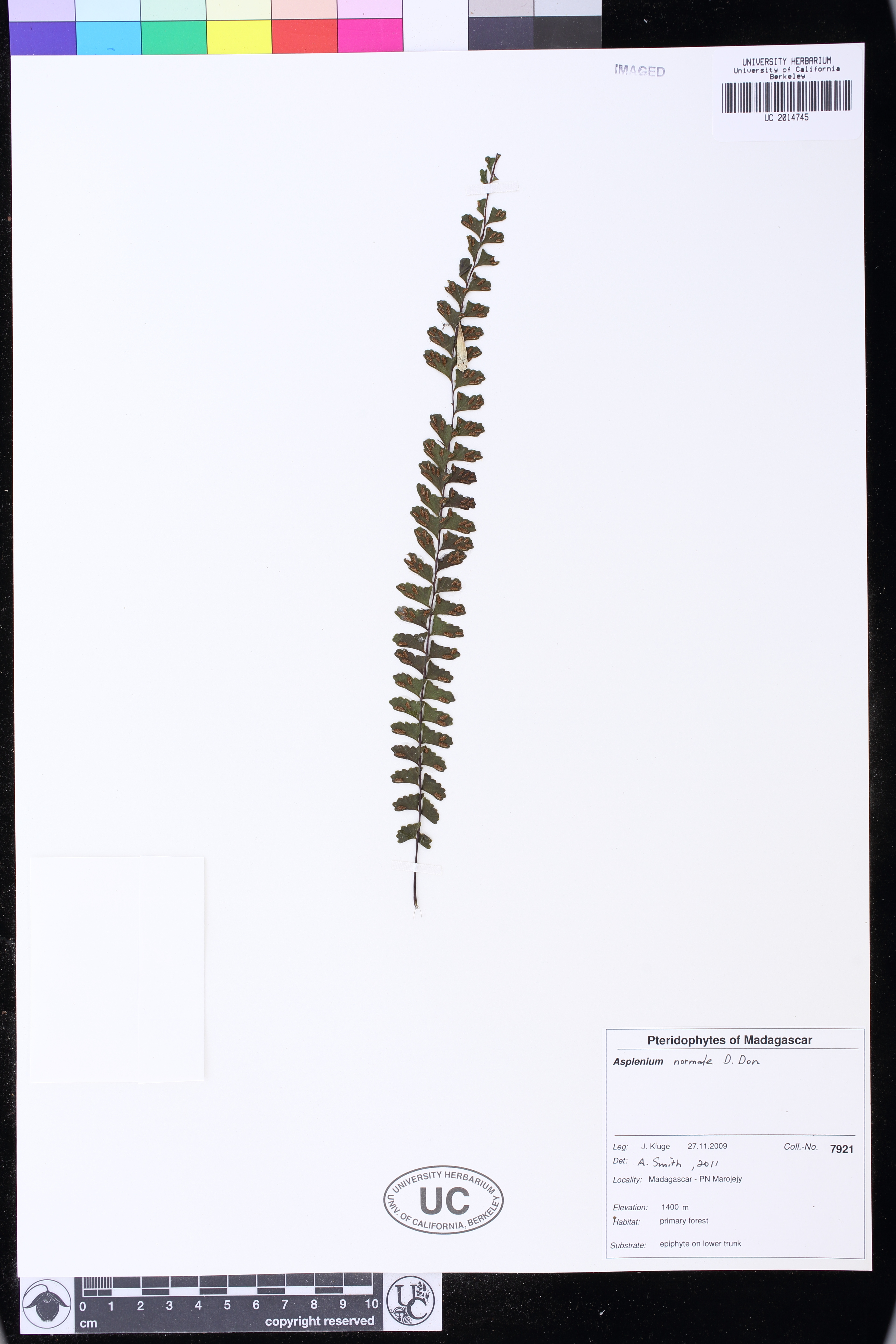 Asplenium normale image