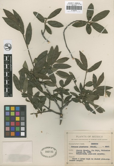 Frangula pinetorum image
