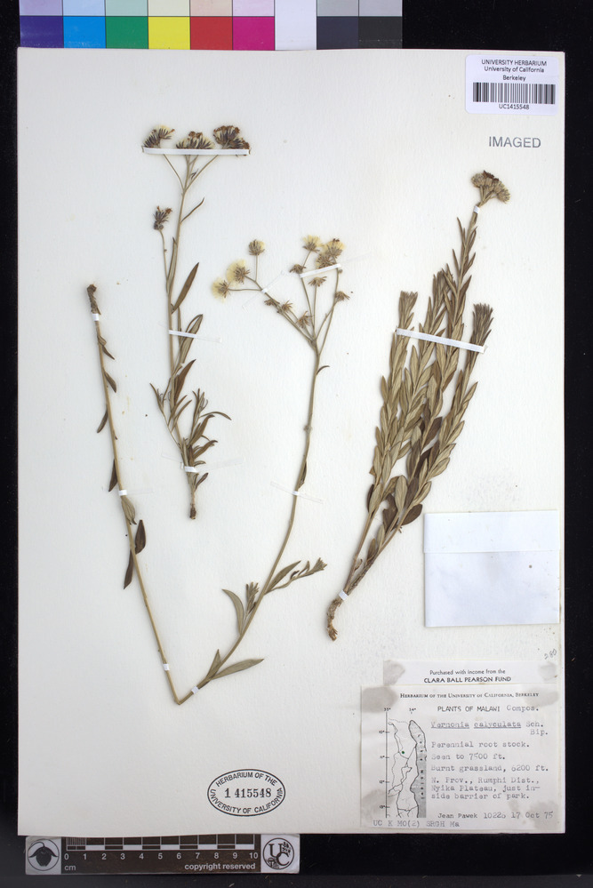 Vernonia calyculata image