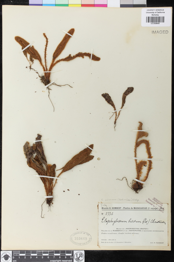 Elaphoglossum paleaceum image