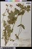 Aquilegia formosa image