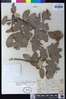 Arctostaphylos canescens subsp. canescens image