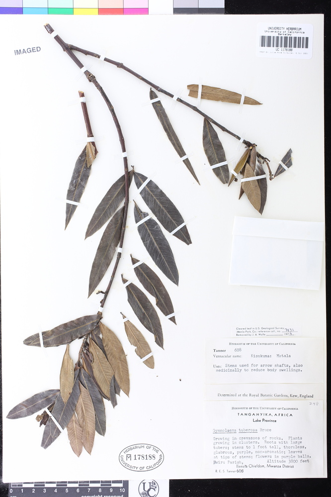 Sacleuxia tuberosa image