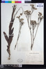 Senecio latifolius image