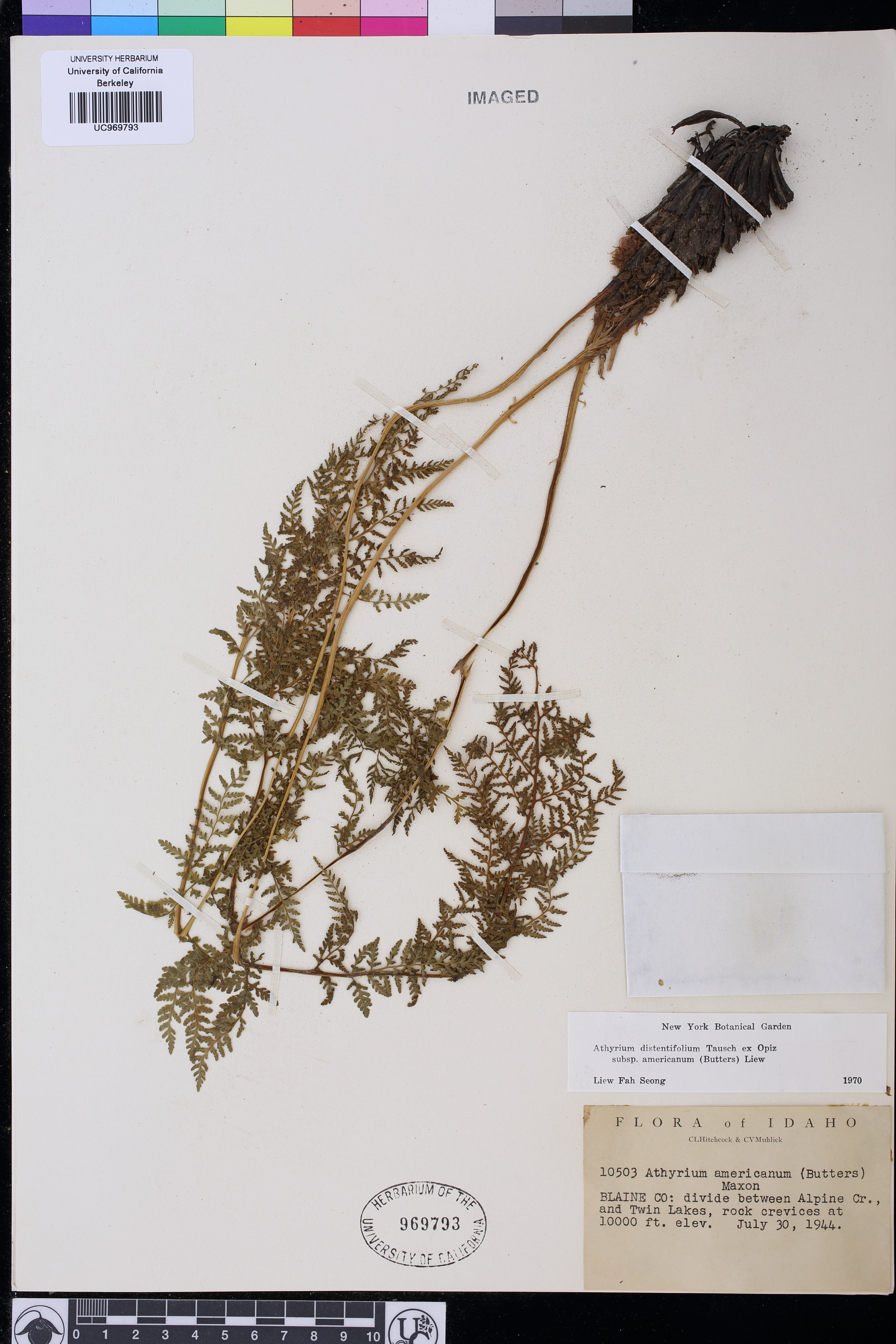 Athyrium distentifolium image