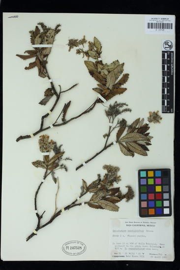 Eriodictyon sessilifolium image