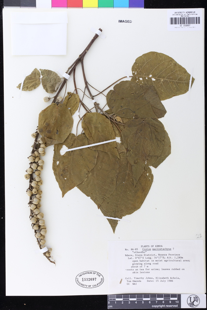 Croton macrostachyus image