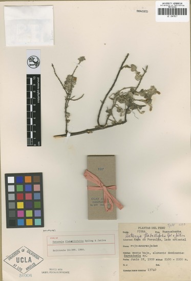 Clinopodium flabellifolium image