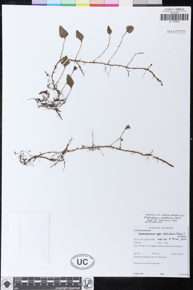 Elaphoglossum andreanum image