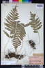 Polypodium californicum image