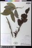 Agelanthus sansibarensis image