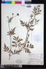 Bidens biternata image