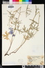 Delphinium parryi subsp. maritimum image