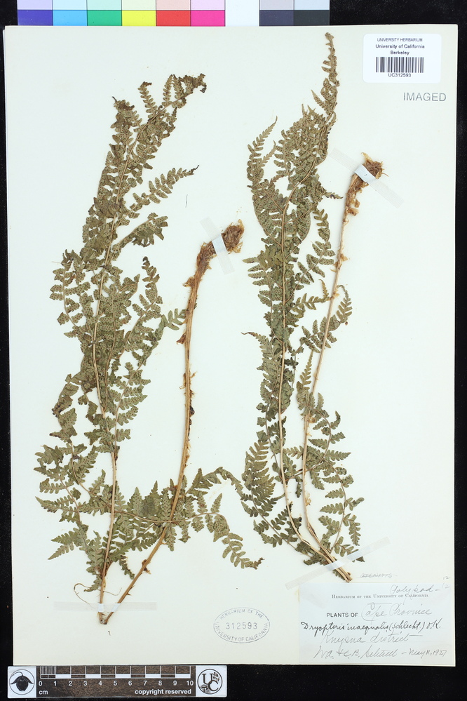 Dryopteris pentheri image