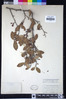 Cercocarpus betuloides var. blancheae image
