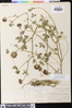Trifolium variegatum var. major image